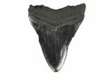 Fossil Megalodon Tooth - Georgia #144360-1